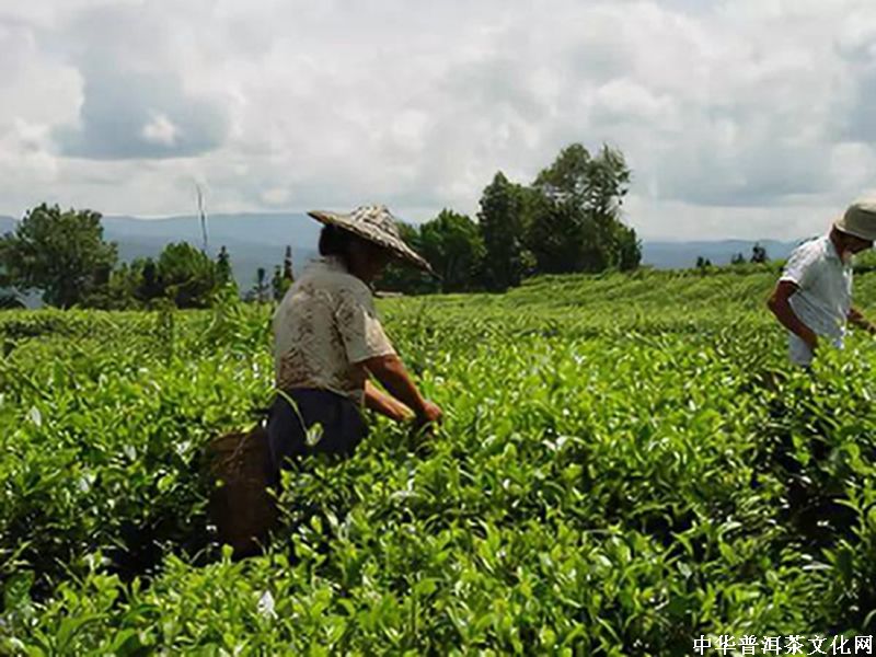 大家總說(shuō)茶葉暴利，真的有那么暴利？